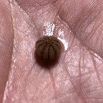 かたつむり - 山梨