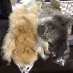 かたつむり - テンとハクビシンの毛皮