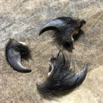 かたつむり - 熊の爪