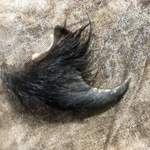 かたつむり - 熊の爪