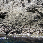 さくら - 大根島