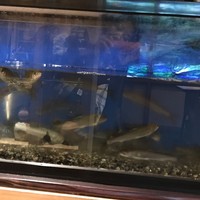 日本料理 丸しま - 元気に泳ぐ広島県太田川の鮎
