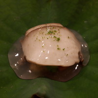 津の守坂 小柴 - 