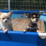 絆＋ - わんこ用温泉プール