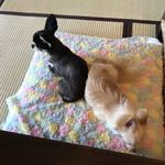 絆＋ - お部屋でまったり✩⃛⁎