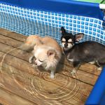 絆＋ - わんこ用温泉プール