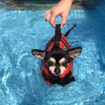 絆＋ - わんこ用温泉プール