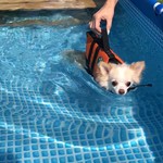 絆＋ - わんこ用温泉プール