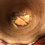 御料理 寺沢 - あわびと秋田産蓴菜の酢物