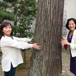 黒龍 石田屋 - ご神木