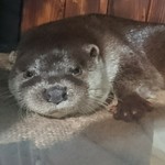 アクアマリンいなわしろカワセミ水族館 ミュージアムショップ - かわいいカワウソちゃん♡