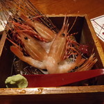 Shungyo Shunsai Sengoku - ボタン海老の刺身