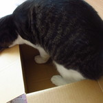 小樽洋菓子舗ルタオ - 箱好き