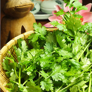 A must-see for cilantro lovers! A variety of elaborate cilantro dishes