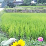 民宿　五ヨ門 - 