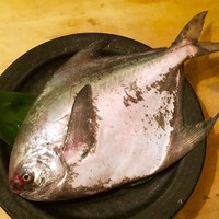 まながつお