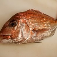 天然　真鯛