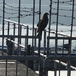 徳山鮓 - とんび