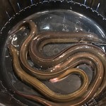 うなぎ 魚政 - 天然鰻たち