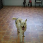 ラッシーのおうち - ドッグラン兼ドッグカフェ利用可能スペース