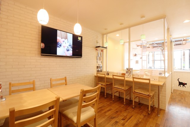 猫カフェ スマイルアゲイン 小林 カフェ 食べログ