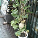 深大寺門前そば - 