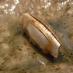 寿し おおはた - 