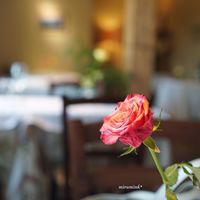 ジュエーメ - 店内