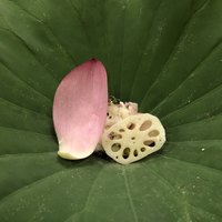 菊乃井 本店 - 