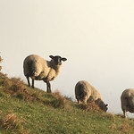 ラム肉バル 結 - 