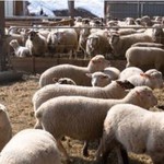 ラム肉バル 結 - 