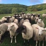 ラム肉バル 結 - 