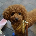 アガリコ 新宿 オリエンタルビストロ - シェリ