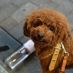 アガリコ 新宿 オリエンタルビストロ - シェリ②