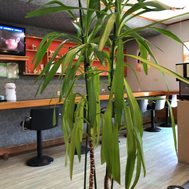 レストラン 峰 - 沢目（日本料理）の写真