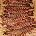 鮨 さかい - 活き車海老