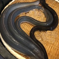 入谷鬼子母神門前のだや - 