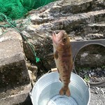 釣り堀CAFE 二見 - 心なしか目がバツマーク…？(×_×)