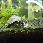 エディフィカ - 