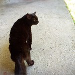 山のごはんよもぎ - ん？