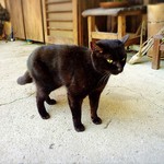 山のごはんよもぎ - 葡萄色のおメメが綺麗♡