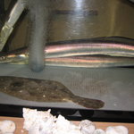 和菜 やなぎ  ふぐ はも - 生簀の鱧と鮃