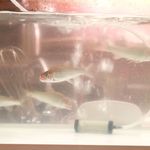 割烹 秋やま - 20180802内観２