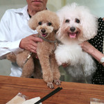 北出食堂 - コトちゃんはサロンで完璧