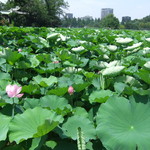 韻松亭 - 韻松亭2018夏(2018/07/16)