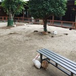 Hitachino Sato - ふれあい動物園