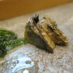 寿司栄 - 30年8月　能登鮑