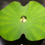 セララバアド - 朝露