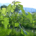 OTTO SETTE - すくすくと育つ葡萄。この時期は、まだ小さい実です