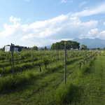 OTTO SETTE - アクティビティ「春風アペロ」。ホテルのマイクロバスで、小牧ヴィンヤードを訪れました（別料金1名￥3800)